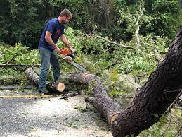 Professional Tree Care  in Duchesne, UT